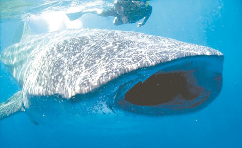 Un gigante en peligro prefiere a México