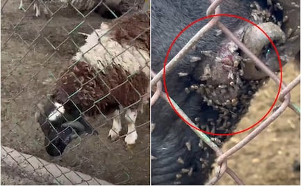 VIDEO: Mal estado de animales en zoológico Tangamanga I desata preocupación; horas después personal lo atiende