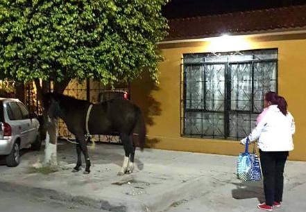 Equinos sueltos en Salvador Nava pudieron provocar accidentes