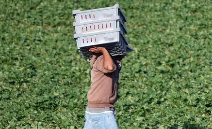 Jornaleros serán indemnizados por accidente ocurrido en SLP hace 5 años