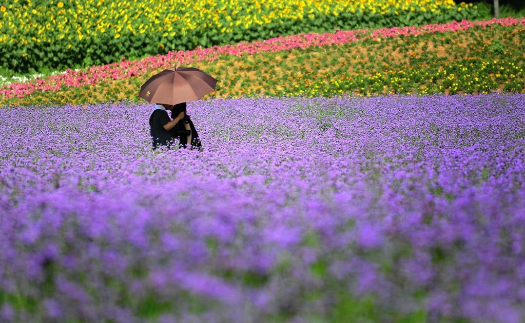 El parque temático de lavanda en Shenyang. China. Foto: Xinhua