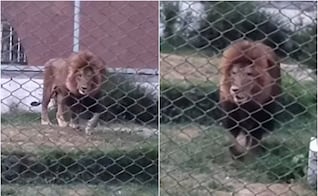 Confirman muerte de “Sherkie”, el león africano que se encontraba en el Parque Tangamanga I
