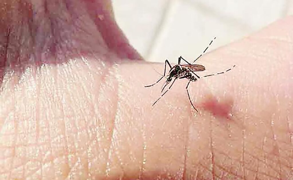 Bajas temperaturas ayudan contra el mosquito del dengue, pero no bajemos la guardia: SS