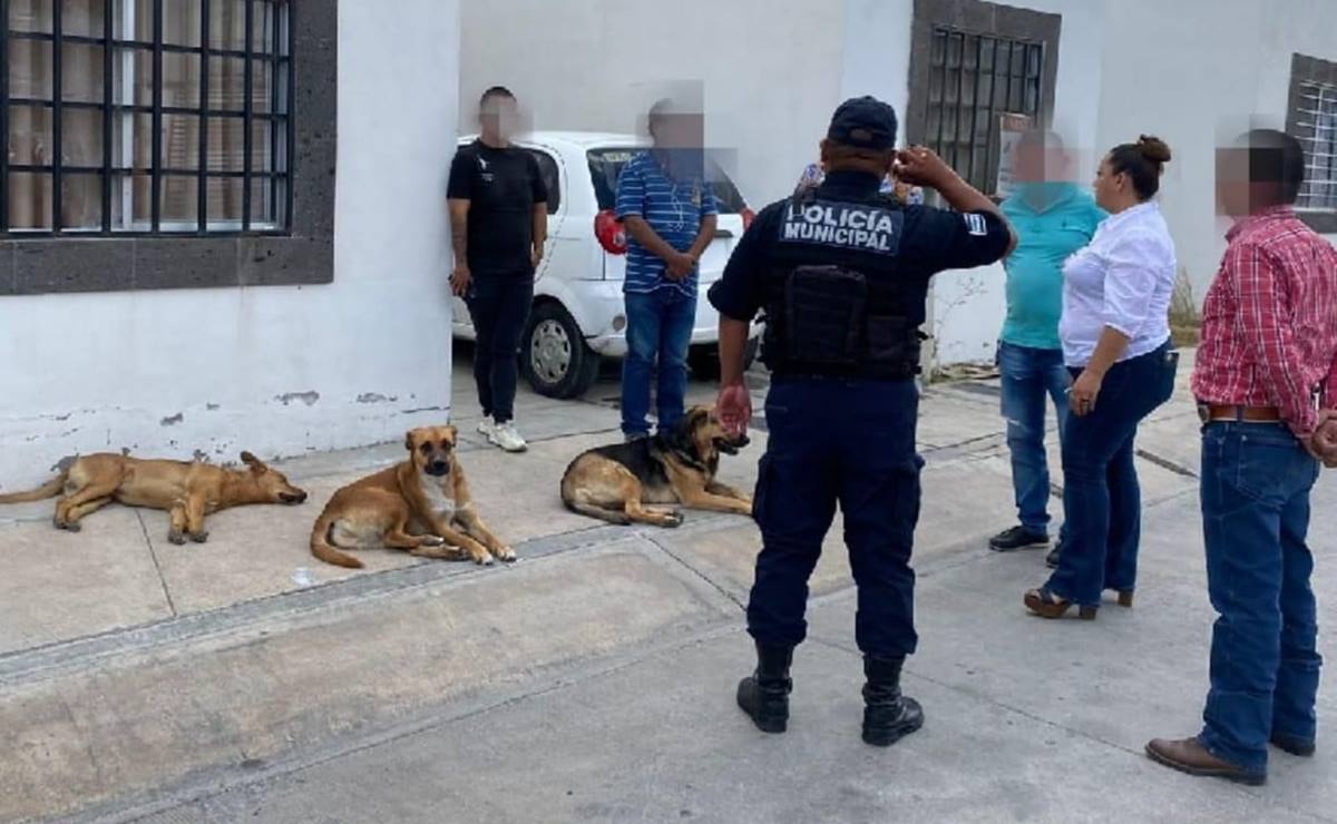 Denuncian envenenamiento masivo de perros en Villa de Pozos, SLP