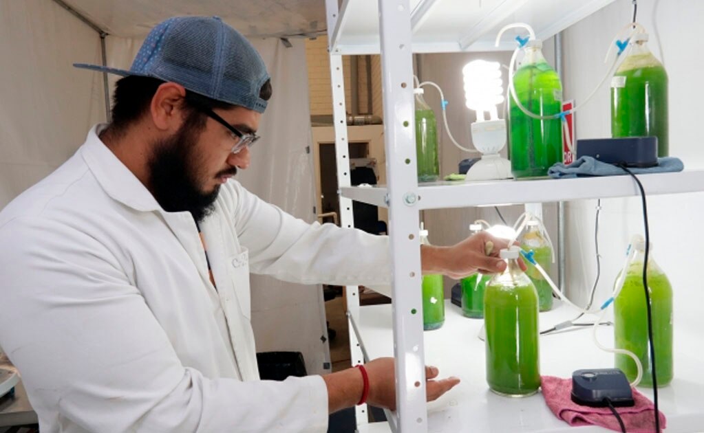 Mexicanos purifican el aire con algas