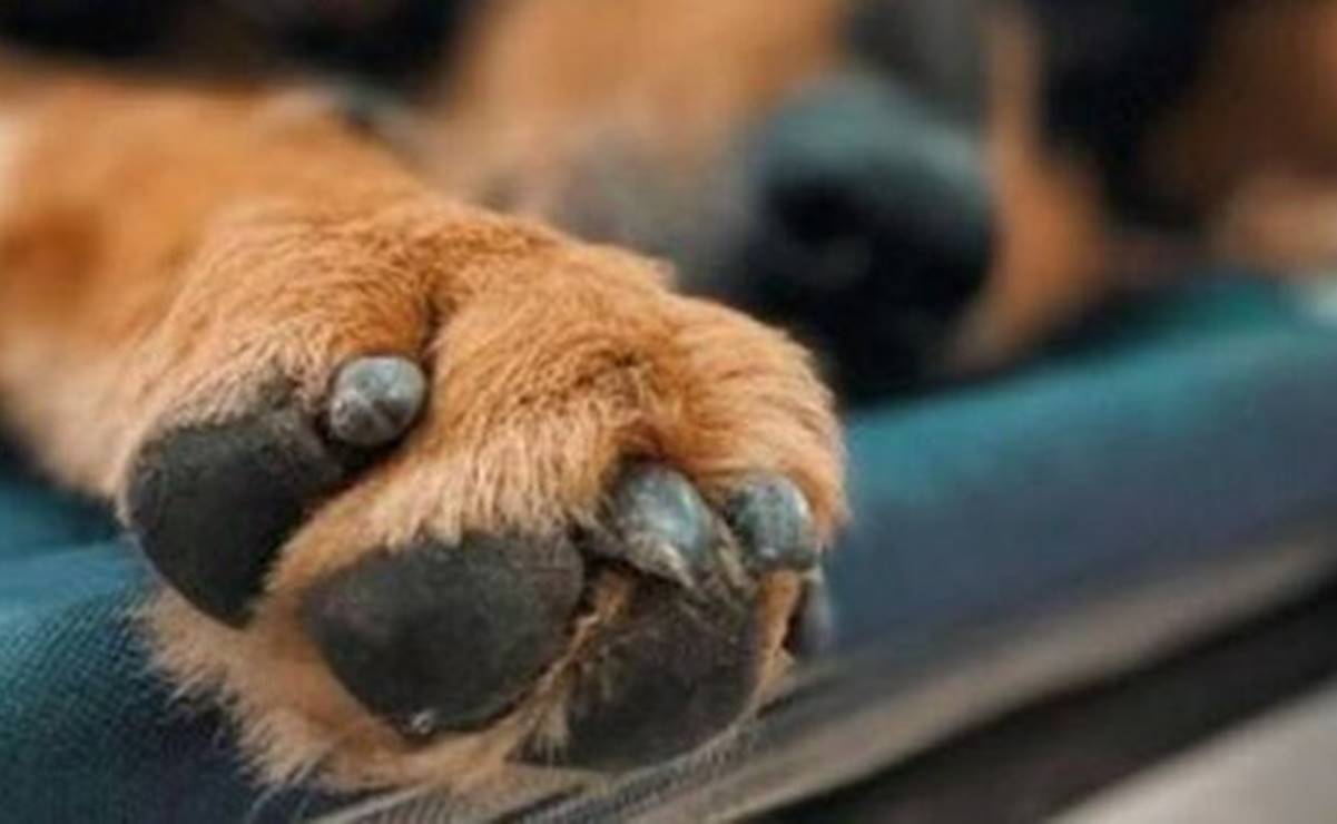 La crueldad animal conlleva a penas de hasta 4 años de prisión en San Luis Potosí. Imagen Ilustrativa. Foto: Archivo