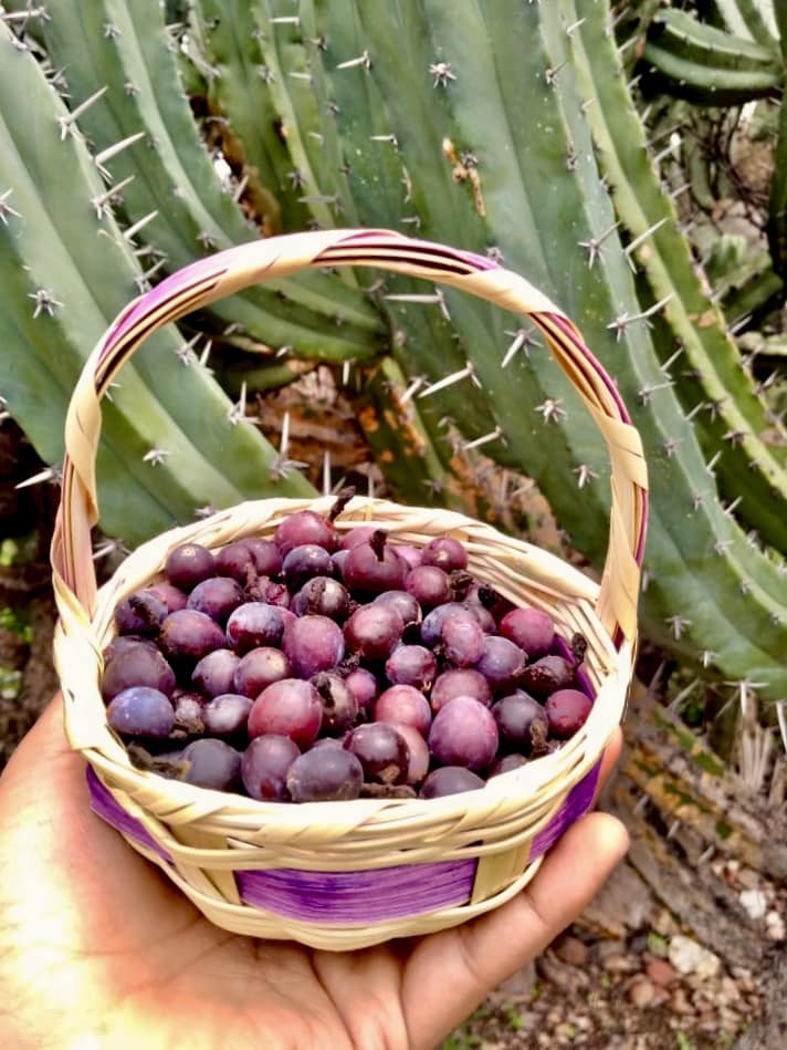 Foto: Jardín Botánico de Cadereyta