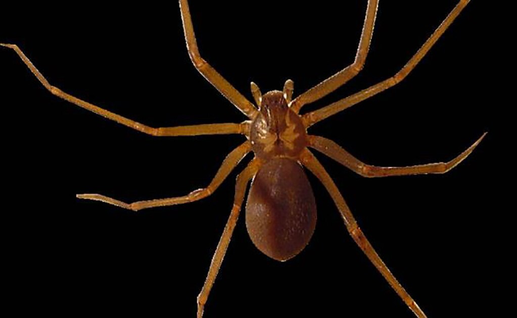 Crean antídoto contra picadura de araña violinista