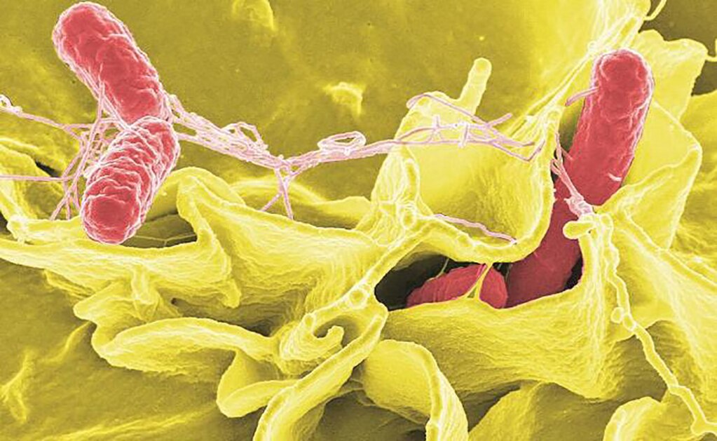 Bacteria Salmonella vista por medio de microscopía electrónica. (ESPECIAL)
