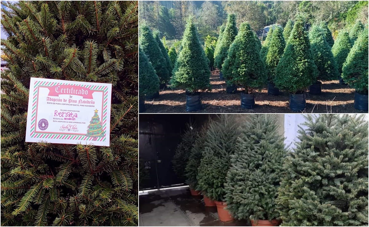 ¿Adiós plástico? Ahora en SLP puedes adoptar un pino natural durante la época navideña