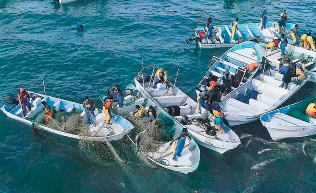Cientos de pescadores acorralan ilegalmente a la totoaba
