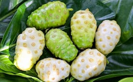 Noni, la fruta exótica de Asia que también se da en la Huasteca potosina