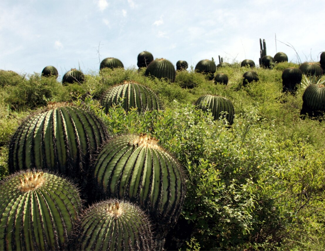 Foto: Gobierno de México.