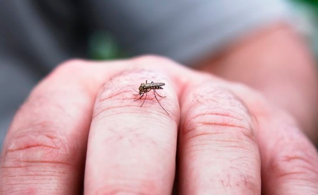 Alertan ante posible incremento de mosquitos transmisores de enfermedades