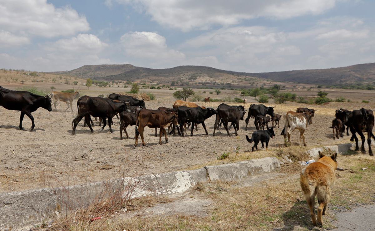 Capturan en Querétaro a sujeto acusado de fraude con ganado en Rioverde