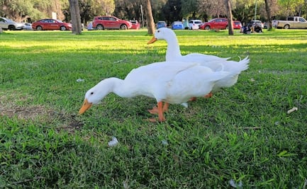 ¡Por fin verde! Parque Tangamanga de SLP luce deslumbrante de vida tras intensas lluvias