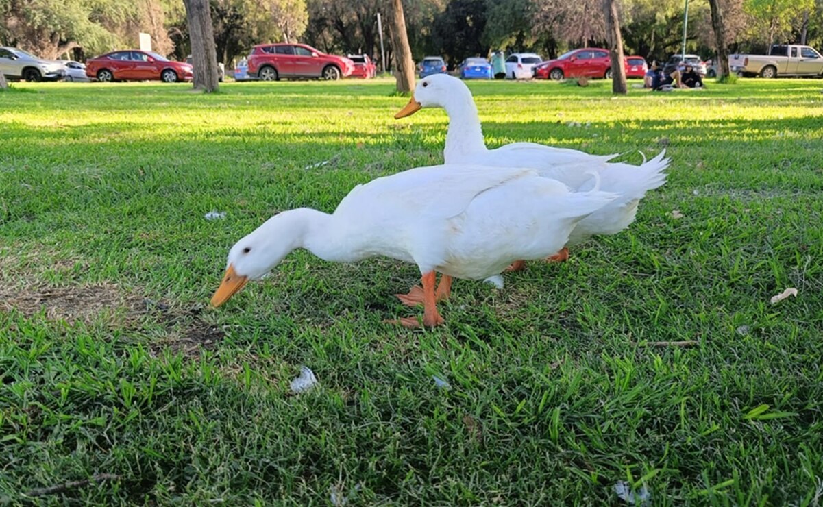 ¡Por fin verde! Parque Tangamanga de SLP luce deslumbrante de vida tras intensas lluvias