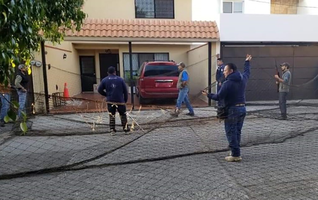 Puma es resguardado en Parque Tangamanga I