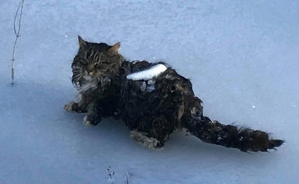 Foto: Facebook / Newton NH Police Department