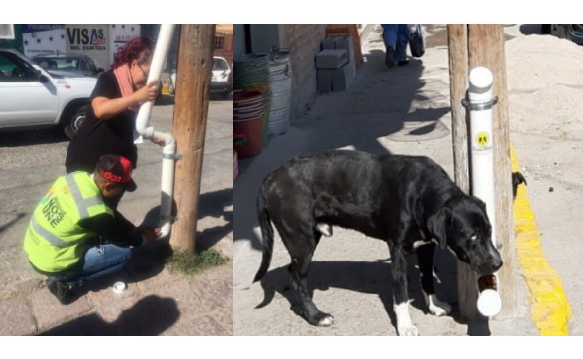 Soledad fortalece programa de alimentación para perros callejeros