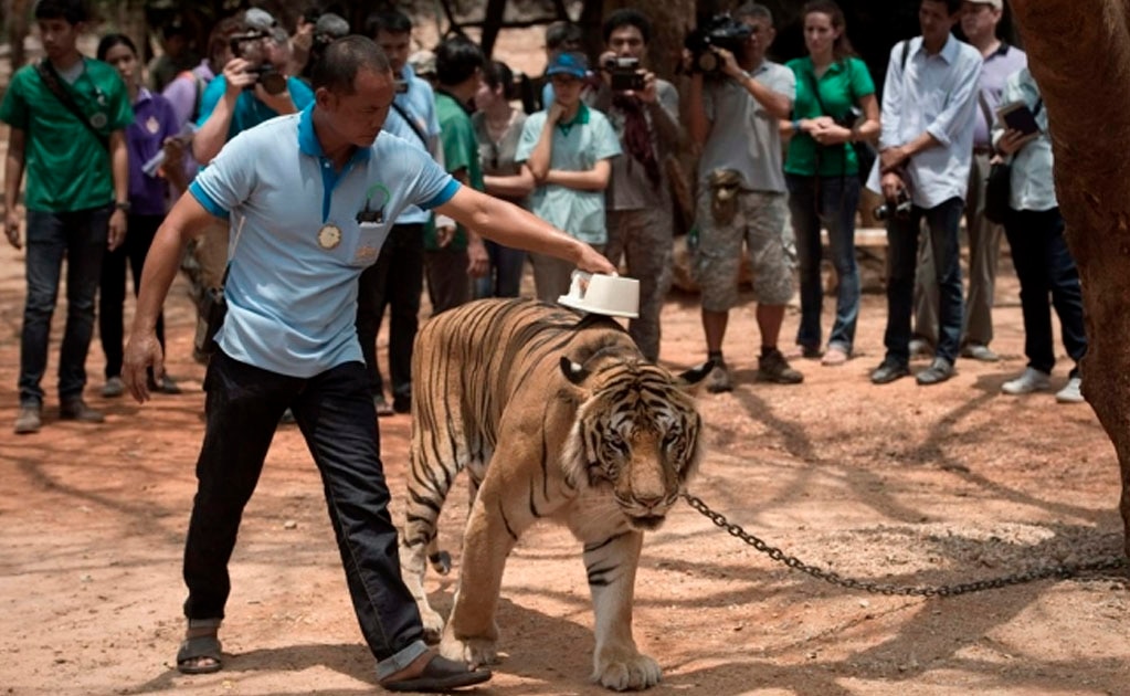 Mueren 86 de los 147 tigres rescatados de un templo en Tailandia