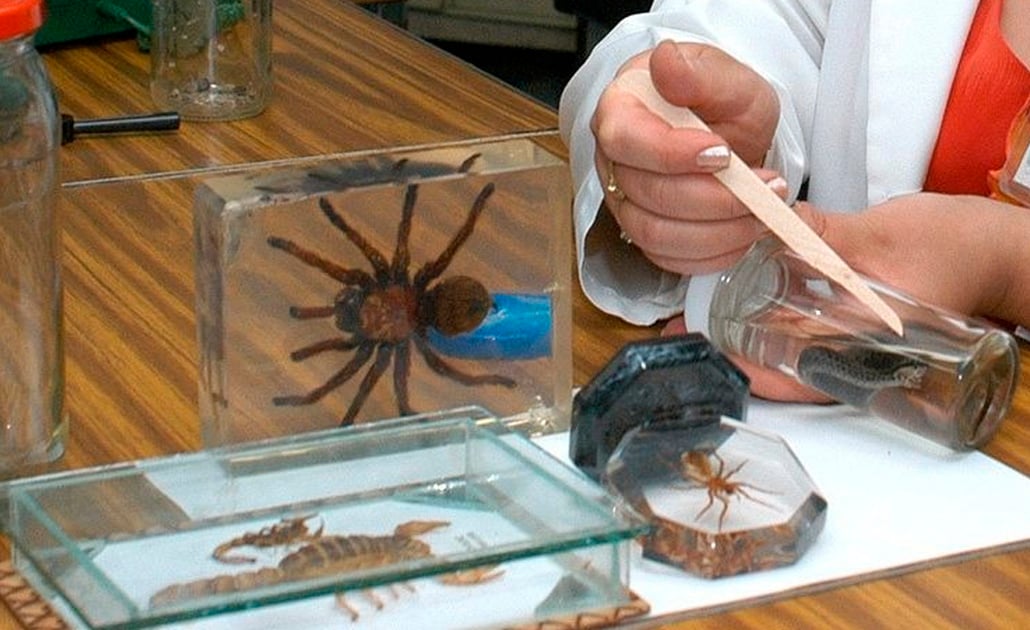 Aumentan picaduras de araña en temporada de calor