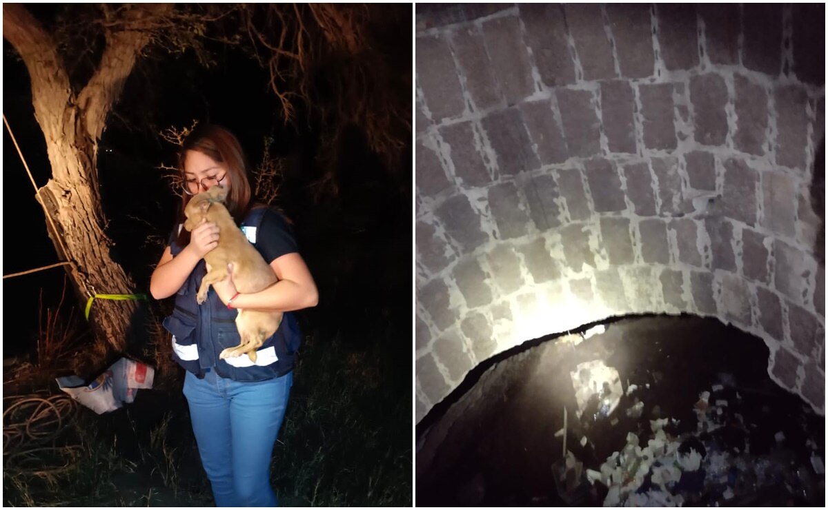 Rescatan a perritos de un pozo en el municipio de Soledad. Fotos: Especiales