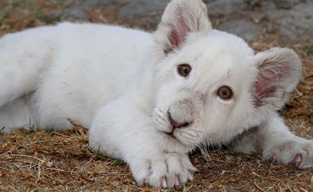 Fallece león Xonotli de un año en zoológico de Tlaxcala