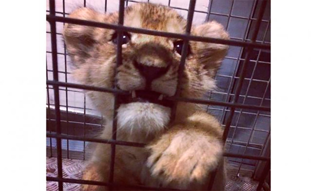 Esta es la nueva moda de tomarse selfies con leones cachorros en Francia