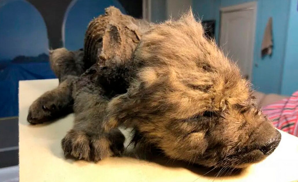 Encuentran cachorro congelado de hace unos 18 mil años