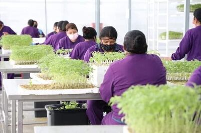 Analiza gobierno de SLP vender Invernaderos de Santa Rita; 2023 no reportaron utilidades