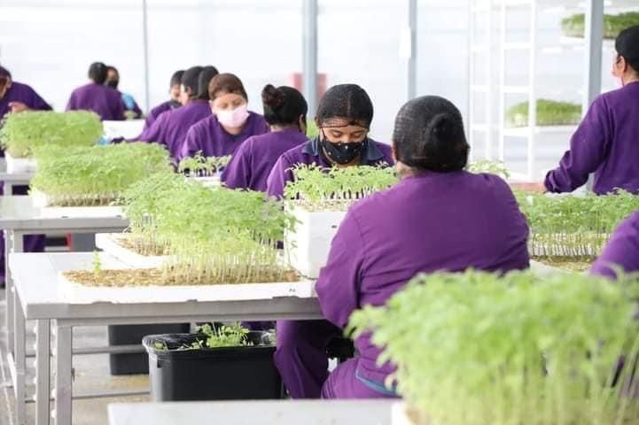 Analiza gobierno de SLP vender invernaderos de Santa Rita; 2023 no reportaron utilidades. Foto: Especial