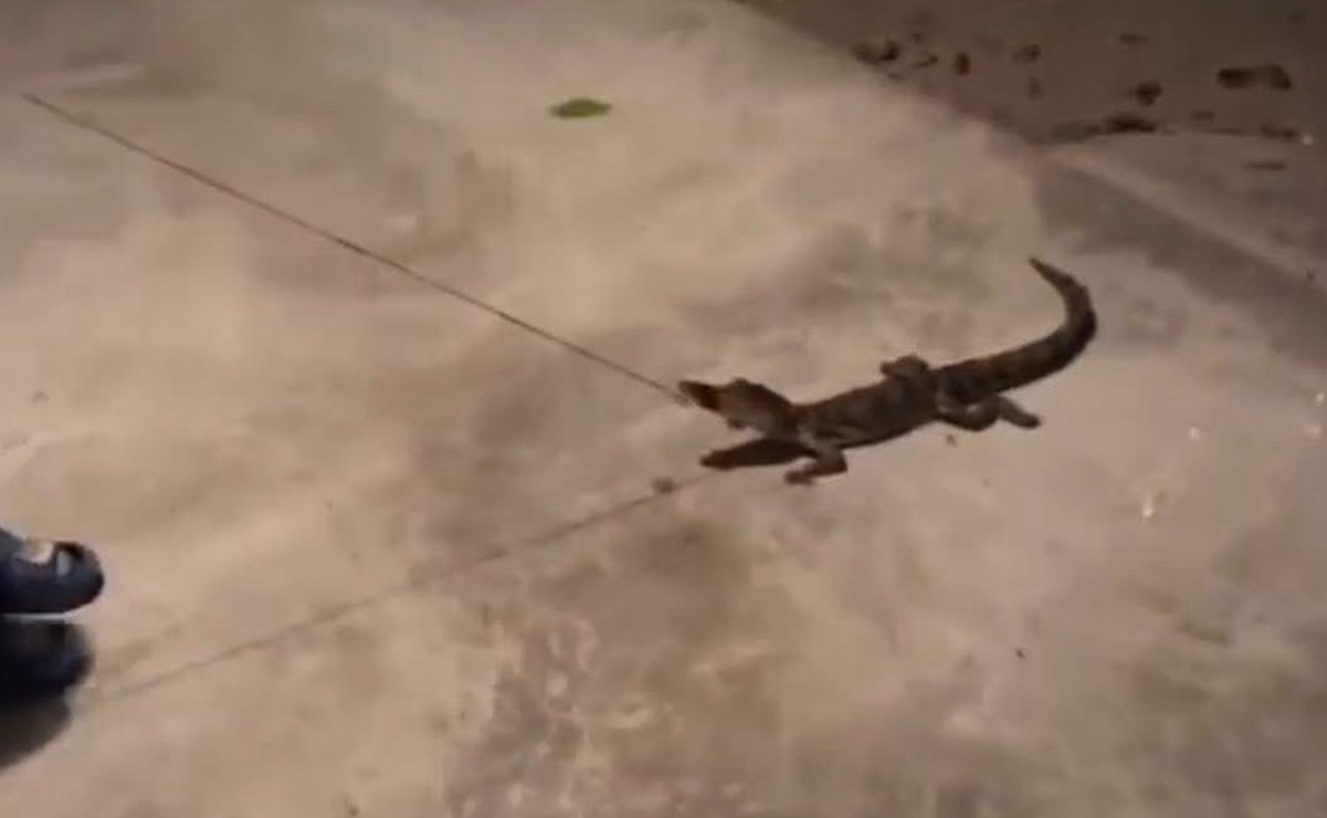 Denuncian por crueldad animal a habitante de Tampacán, SLP, por tener un cocodrilo como mascota