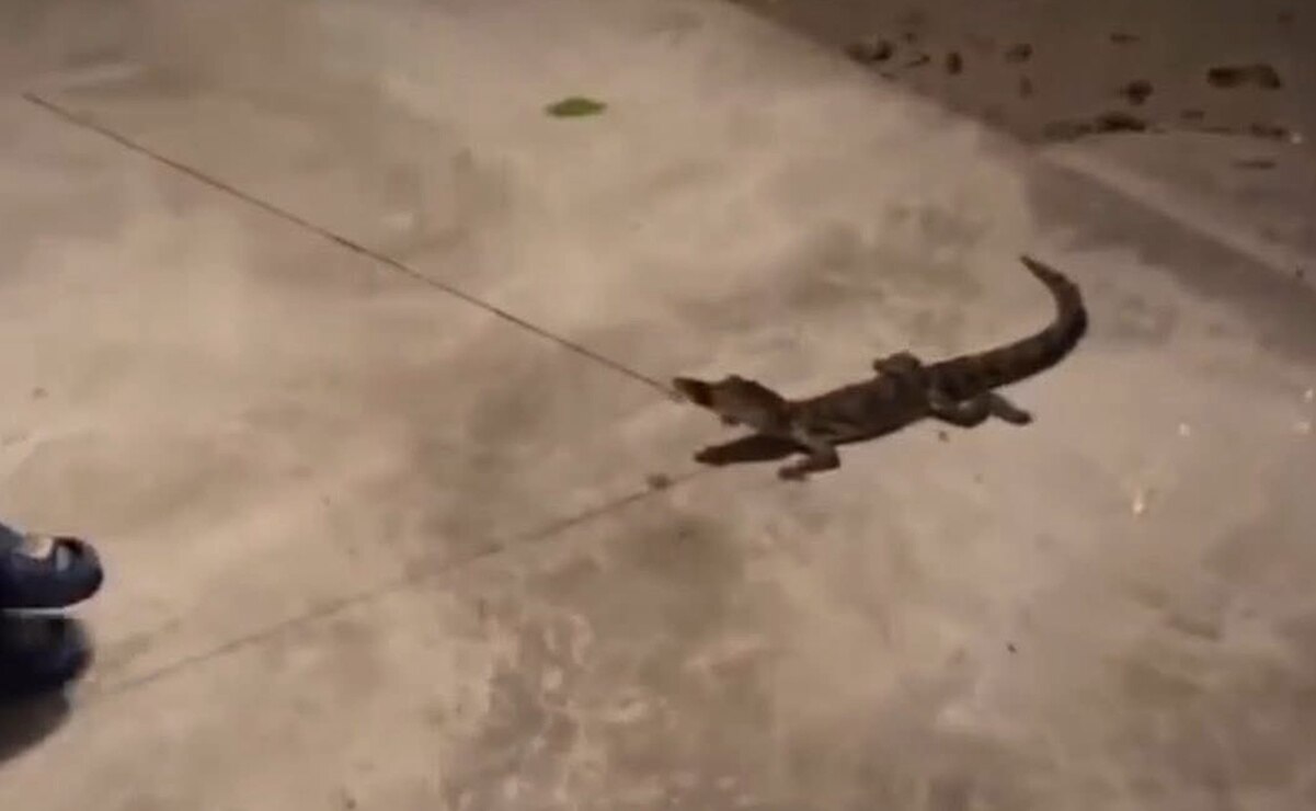 Denuncian por crueldad animal a habitante de Tampacán, SLP, por tener un cocodrilo como mascota