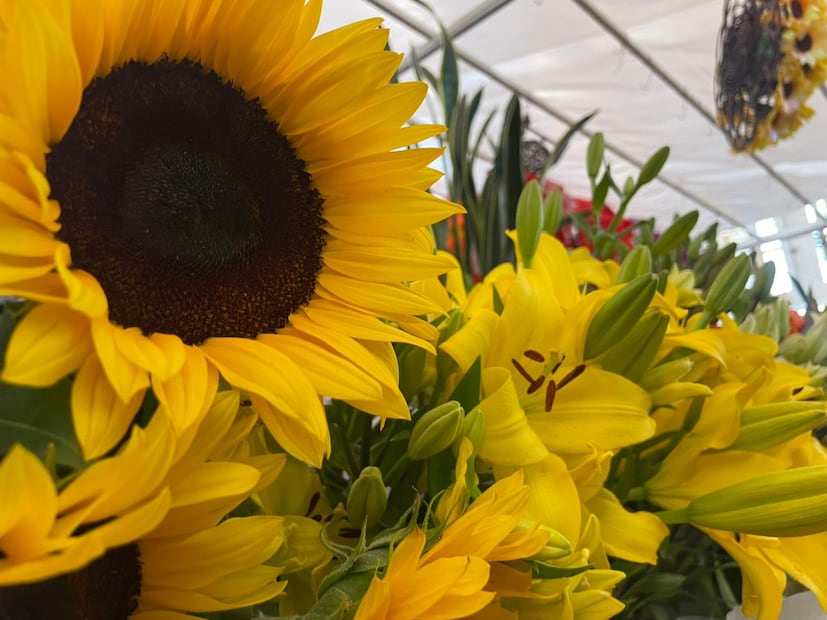 La demanda de flores amarillas han generado sobreproducción.