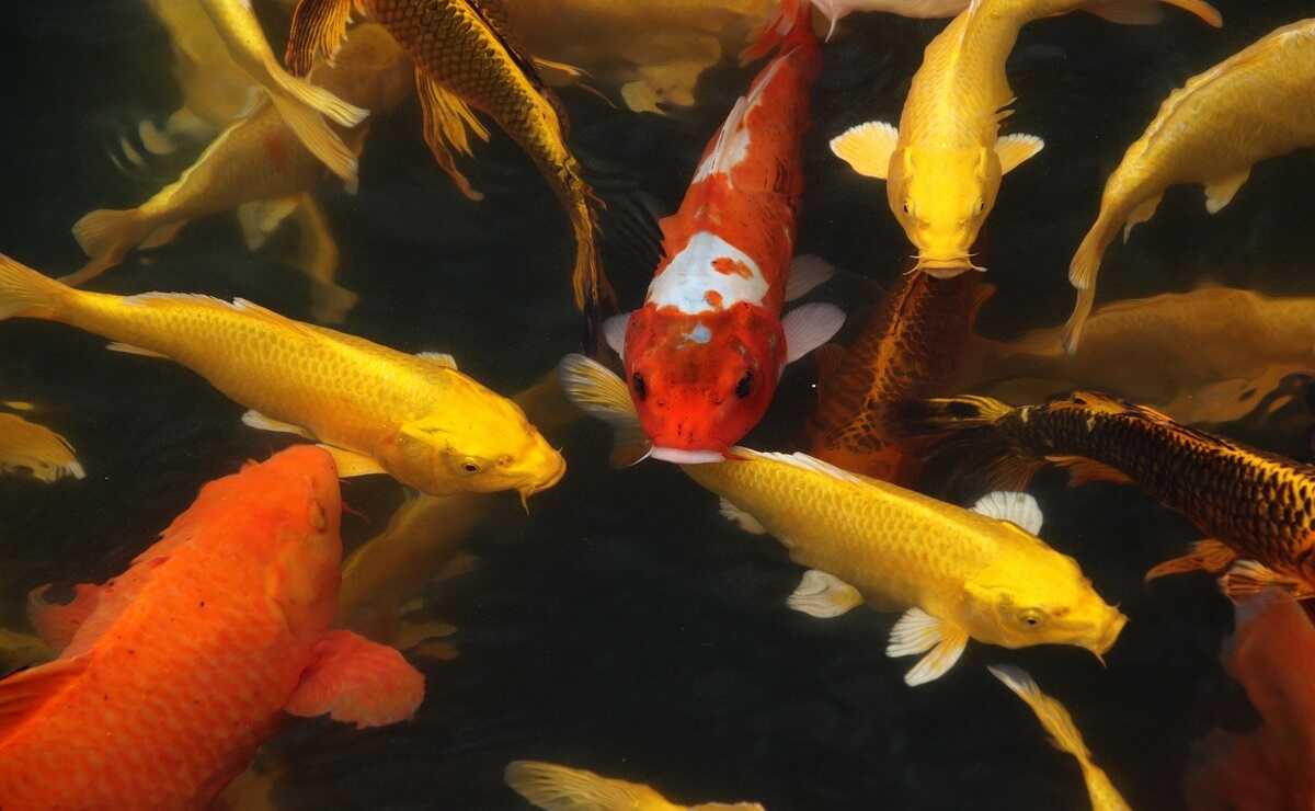 Comunidad japonesa de SLP hace experimento con potosinos y peces koi; ¡quedaron sorprendidos!