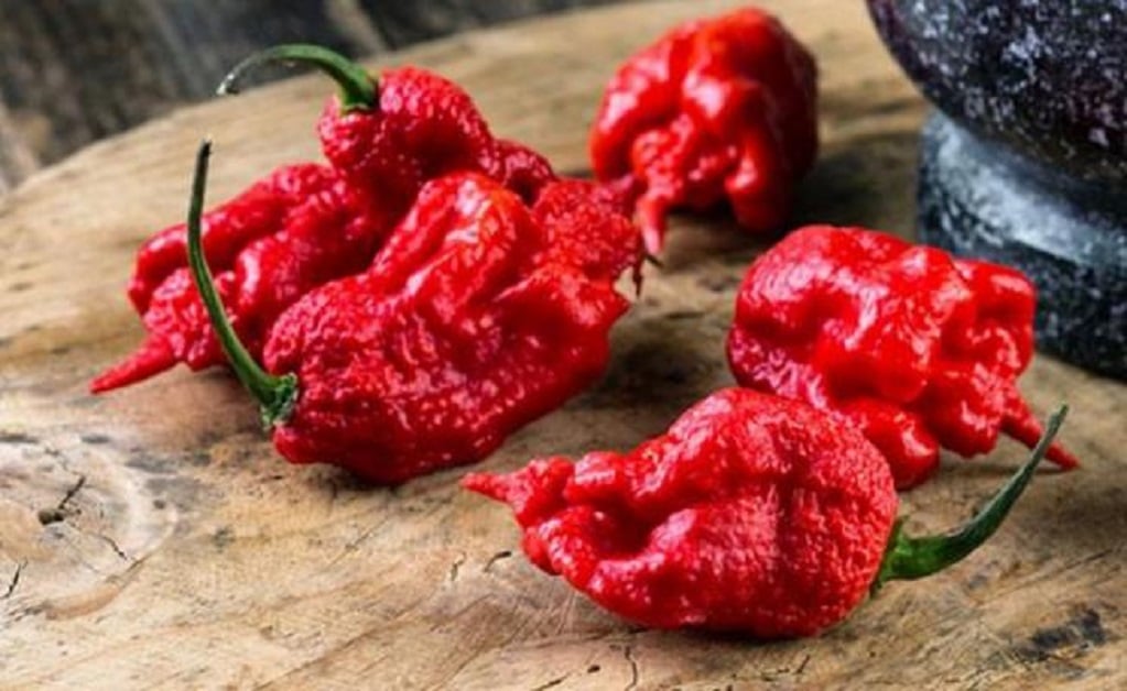 Un pimiento picante Carolina Reaper tiene de media un valor de 1.6 millones en la escala de Scoville. (FOTO: Peper Joe's)