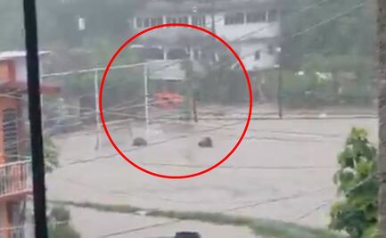 VIDEO: Corriente arrastra autos tras desbordamiento de arroyo en Tamazunchale, en la Huasteca potosina