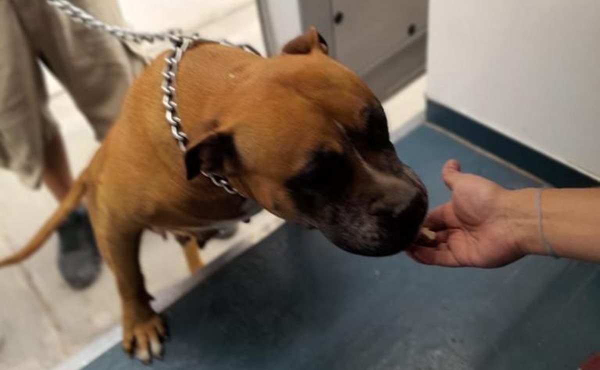 ¡Para los lomitos! Anuncian refugio animal y una veterinaria gratuita en SLP