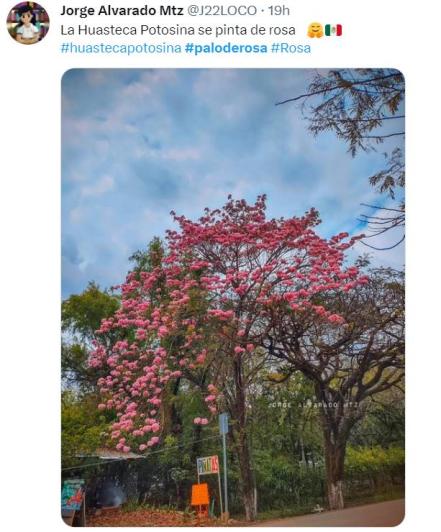 San Luis se torna rosa; FOTOS muestran belleza de la Huasteca gracias al Palo de Rosa