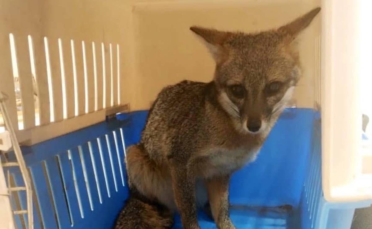 En México el zorro es una especie protegida. Foto: Especial