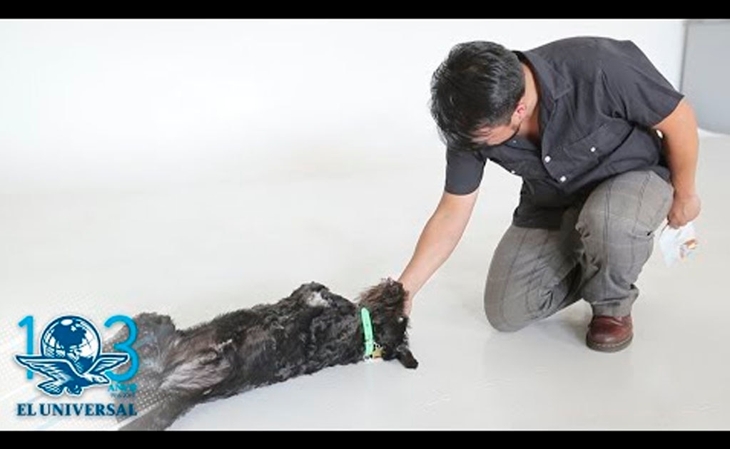 Mascotas en el lugar de trabajo