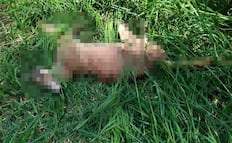 Hallan muerto a un puma en la sierra de Xilitla; activistas alertan por posible caso de caza furtiva 