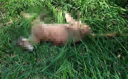 Hallan muerto a un puma en la sierra de Xilitla; activistas alertan por posible caso de caza furtiva