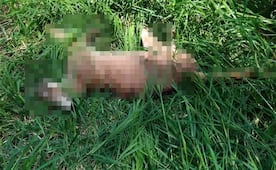 Hallan muerto a un puma en la sierra de Xilitla; activistas alertan por posible caso de caza furtiva