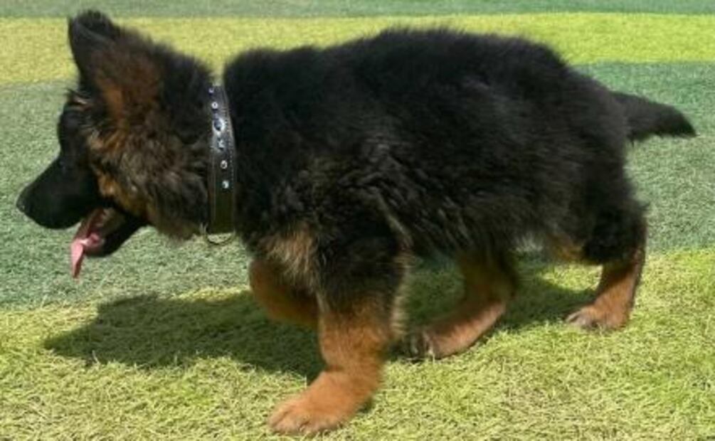 ¡De Turquía para México! Llega cachorro donado tras la muerte de Proteo, perrito rescatista de la Sedena