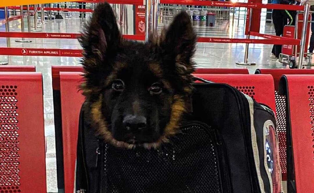 ¡De Turquía para México! Llega cachorro donado tras la muerte de Proteo, perrito rescatista de la Sedena. Foto: