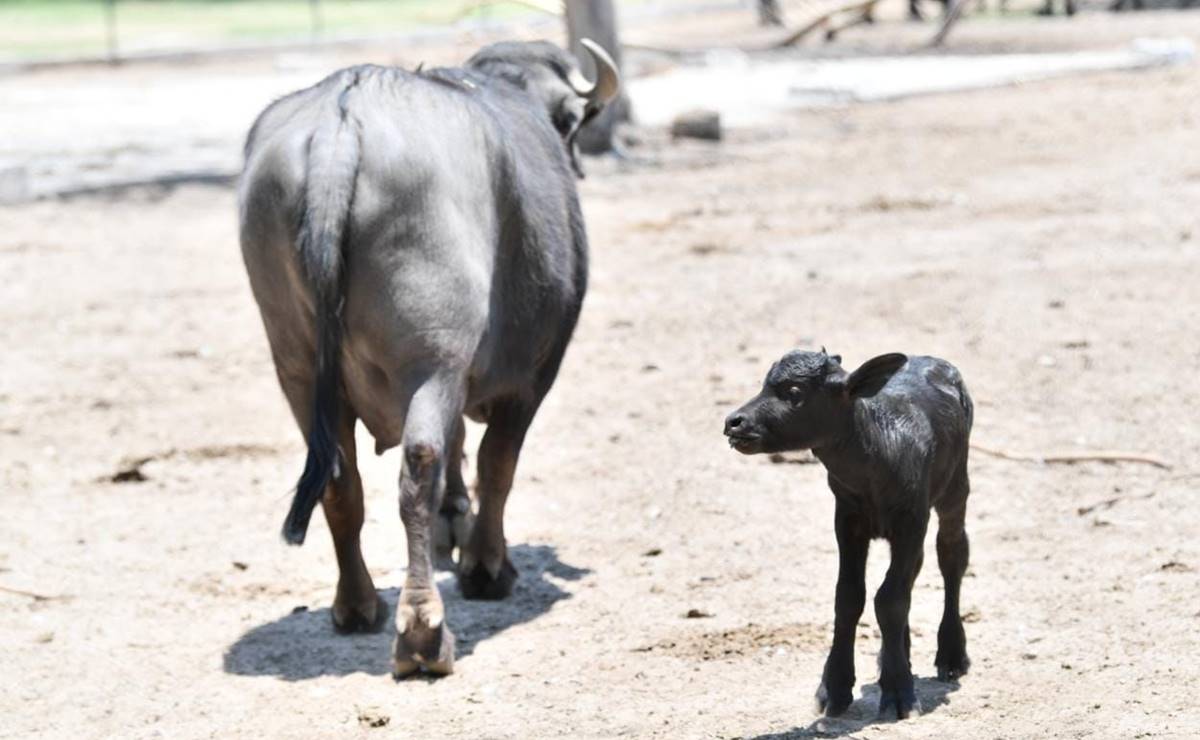 Nace cría de Búfalo de Agua en el Tangamanga II; lanzan convocatoria para ponerle nombre