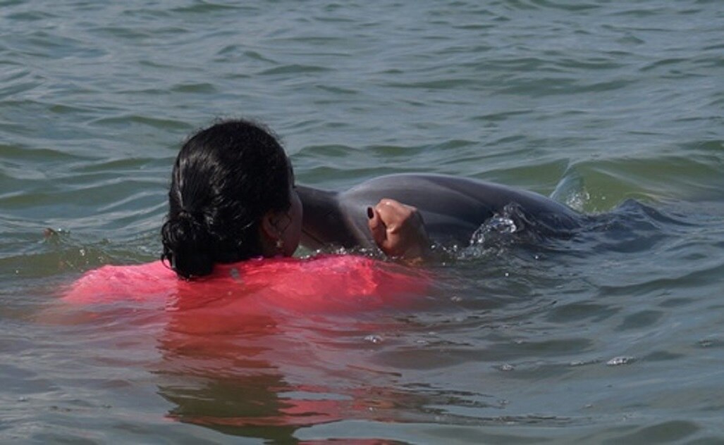 Lucero, la delfín que decidió no volver al mar