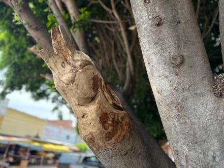 Potosino transforma árboles podados en esculturas de animales en Villa de Reyes